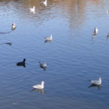 Des canards, mouettes etc. sur le Lac du Tanchet